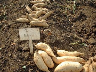 The future of sweet potatoes