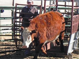 Grass-fed beef: proven by block test Grass-fed beef: proven by block test