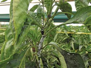 Effective control of capsicum diseases