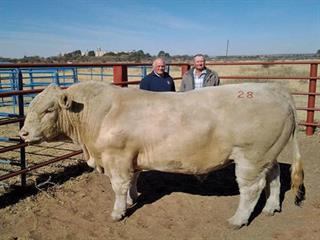 Grejama Charolais Retirement Sale Grejama Charolais Retirement Sale