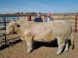 Grejama Charolais Retirement Sale