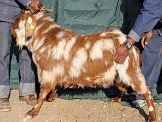 The Tankwa feral goat: a unique genotype