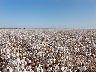 Cotton success for North West farmer