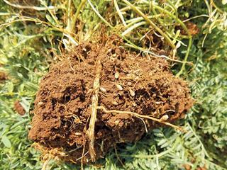 Humus, soil organisms and plants Humus, soil organisms and plants