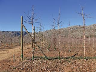 A robust trellis reduces labour, improves quality A robust trellis reduces labour, improves quality
