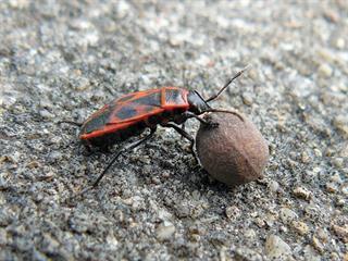Know your crop pests: cotton stainer Know your crop pests: cotton stainer