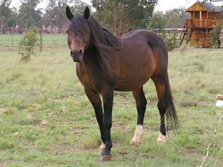 Caring for farm horses – Part 1