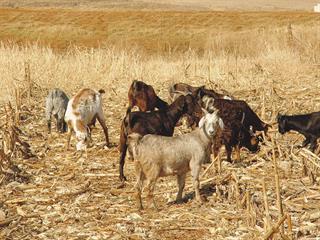 Basic goat management and feeding