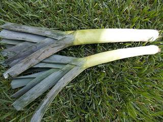 Growing leeks