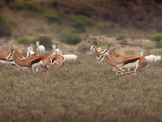 Lowveld Protected Areas: to manage or not to manage? Lowveld Protected Areas: to manage or not to manage?