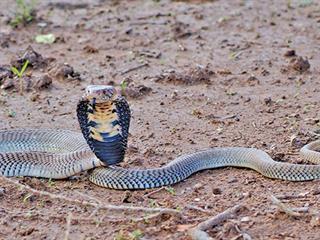 Anti-venom basics