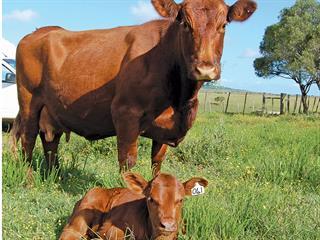 Brucellosis biosecurity Brucellosis biosecurity
