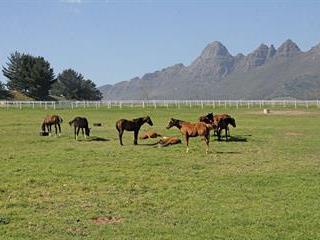 Mastering the sport of kings in South Africa