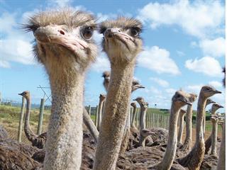 Developing ostriches in Peddie