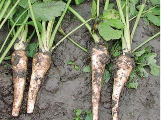 Growing parsnips Growing parsnips