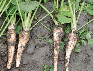 Growing parsnips