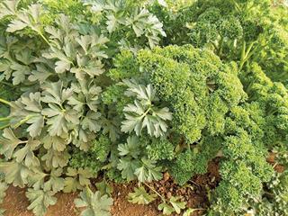 How to grow parsley