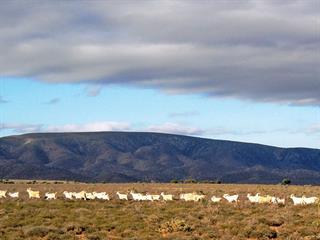 Farming with Angora goats