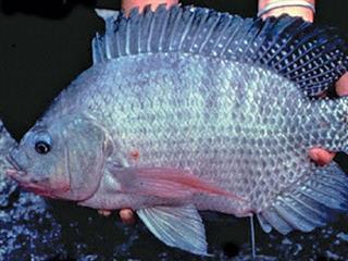 An enabling environment for aquaculture? An enabling environment for aquaculture?