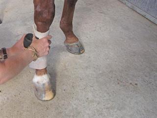 Caring for farm horses – Part 2 Caring for farm horses – Part 2