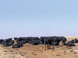 Good FCRs in beef cattle can improve profits Good FCRs in beef cattle can improve profits