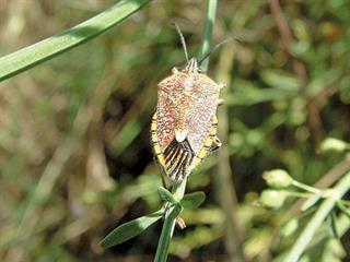 Sunflower seed bug Sunflower seed bug