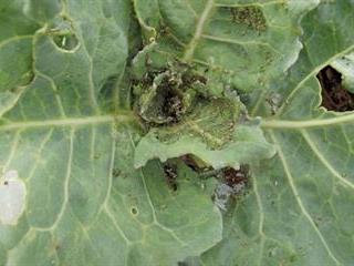 Dealing with aphids on brassicas