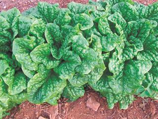 Growing lettuce for the home garden – part 1