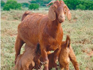 Goat production: Weaning kids | Farmer's Weekly