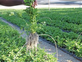 How to grow celery