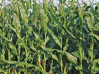 Understanding maize production – Part 3
