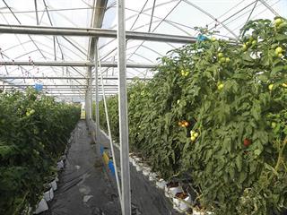 Starting with tomatoes – Part 4 Starting with tomatoes – Part 4