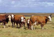 meeting beef cows nutritional needs