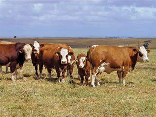 Beef cows: meeting their nutritional needs