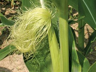 Different aspects of a maize plant