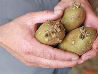 Serious about seed potatoes