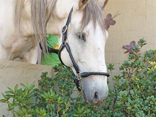 Plants that are dangerous to your horse Plants that are dangerous to your horse