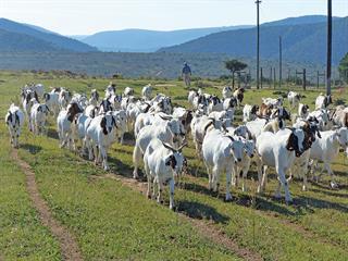 Are you handling your livestock correctly?