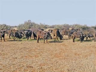 Buffalo breeders urged  to reduce disease risk