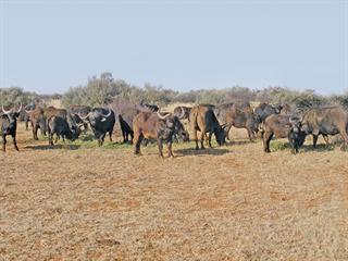 Buffalo breeders urged to reduce disease risk Buffalo breeders urged to reduce disease risk