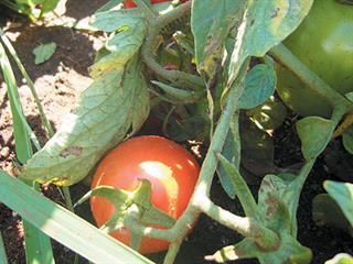 Starting with tomatoes – Part 2