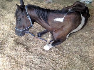 Is your horse too skinny? Is your horse too skinny?