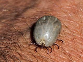 Ticks: a major parasite