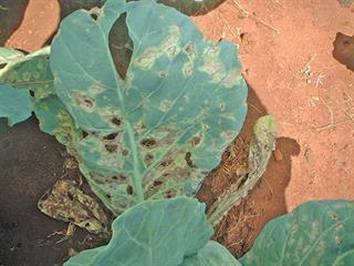 Cabbage disease: black rot Cabbage disease: black rot