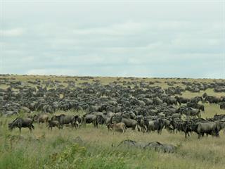 Part one: The big-herd effect