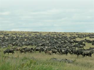 Part one: The big-herd effect Part one: The big-herd effect