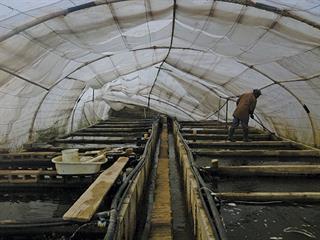 When things go amiss with aquaculture systems When things go amiss with aquaculture systems