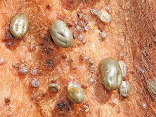 Ticks – a dangerous pest