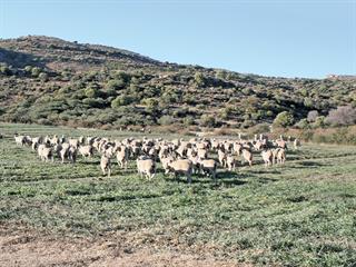 Unique merino stud thrives in harsh conditions