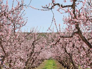 Land reform in Ceres: farmers give away 30%